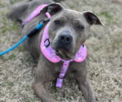 Enlarge Blue Rose HW+ Fee Waived., a Adoptable mixed breed in Seneca, SC image 1/3