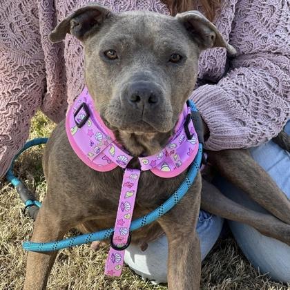 Blue Rose HW+ Fee Waived. Fostered, Adoptable, Adult Female Pit Bull Terrier & Mixed Breed.