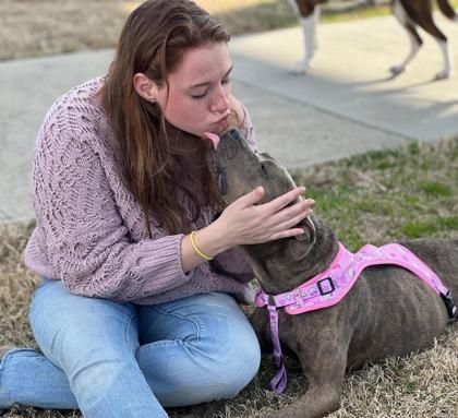 Enlarge Blue Rose HW+ Fee Waived., a Adoptable mixed breed in Seneca, SC image 3/3
