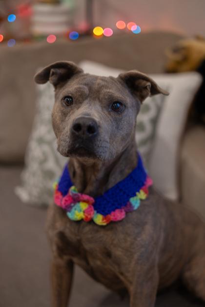 Enlarge Blue Rose HW+ Fee Waived. Fostered, a Adoptable mixed breed in Seneca, SC image 2/3