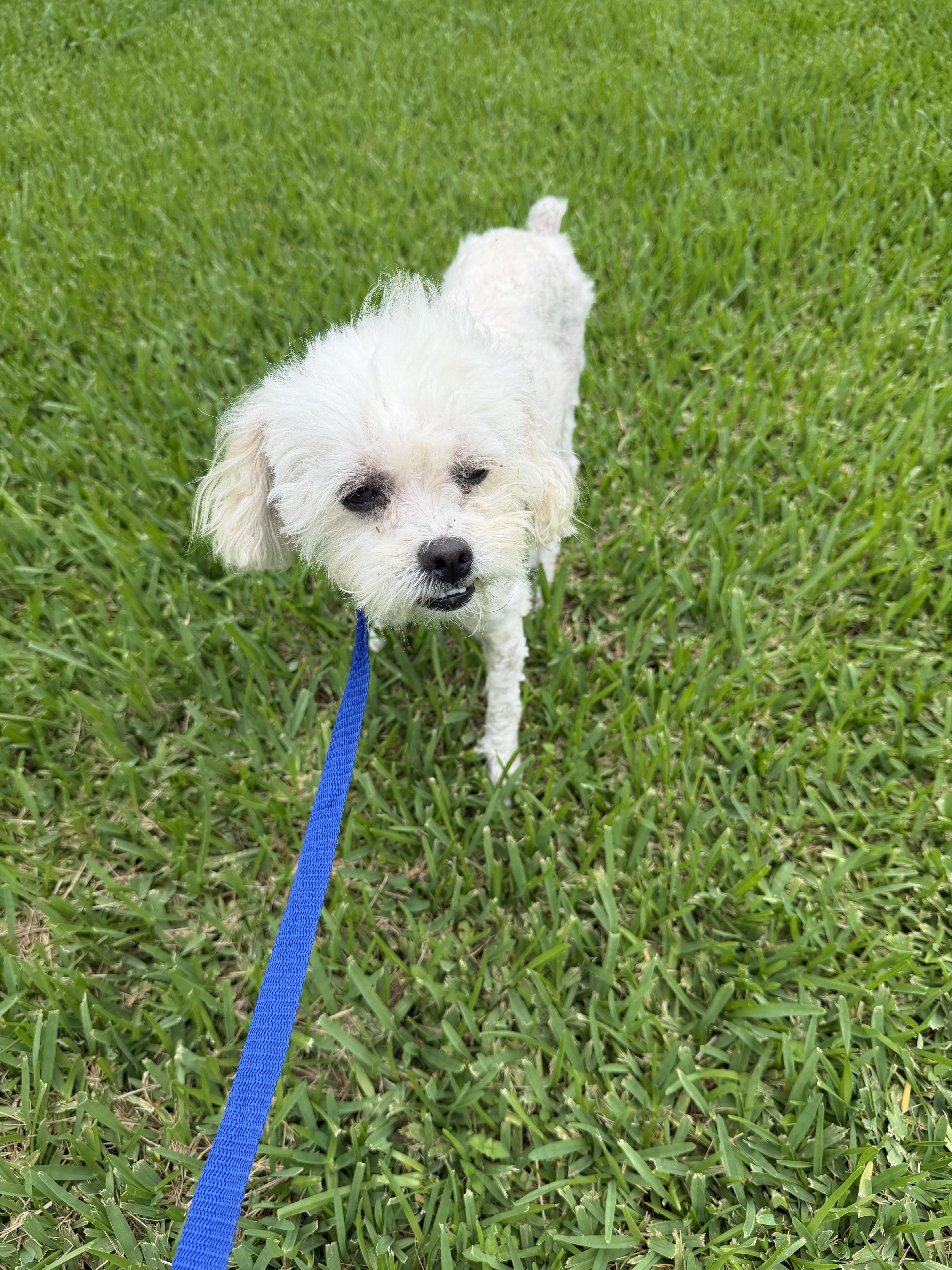 Duchess, a ADOPTABLE mixed breed in Westerly, RI image 1/4