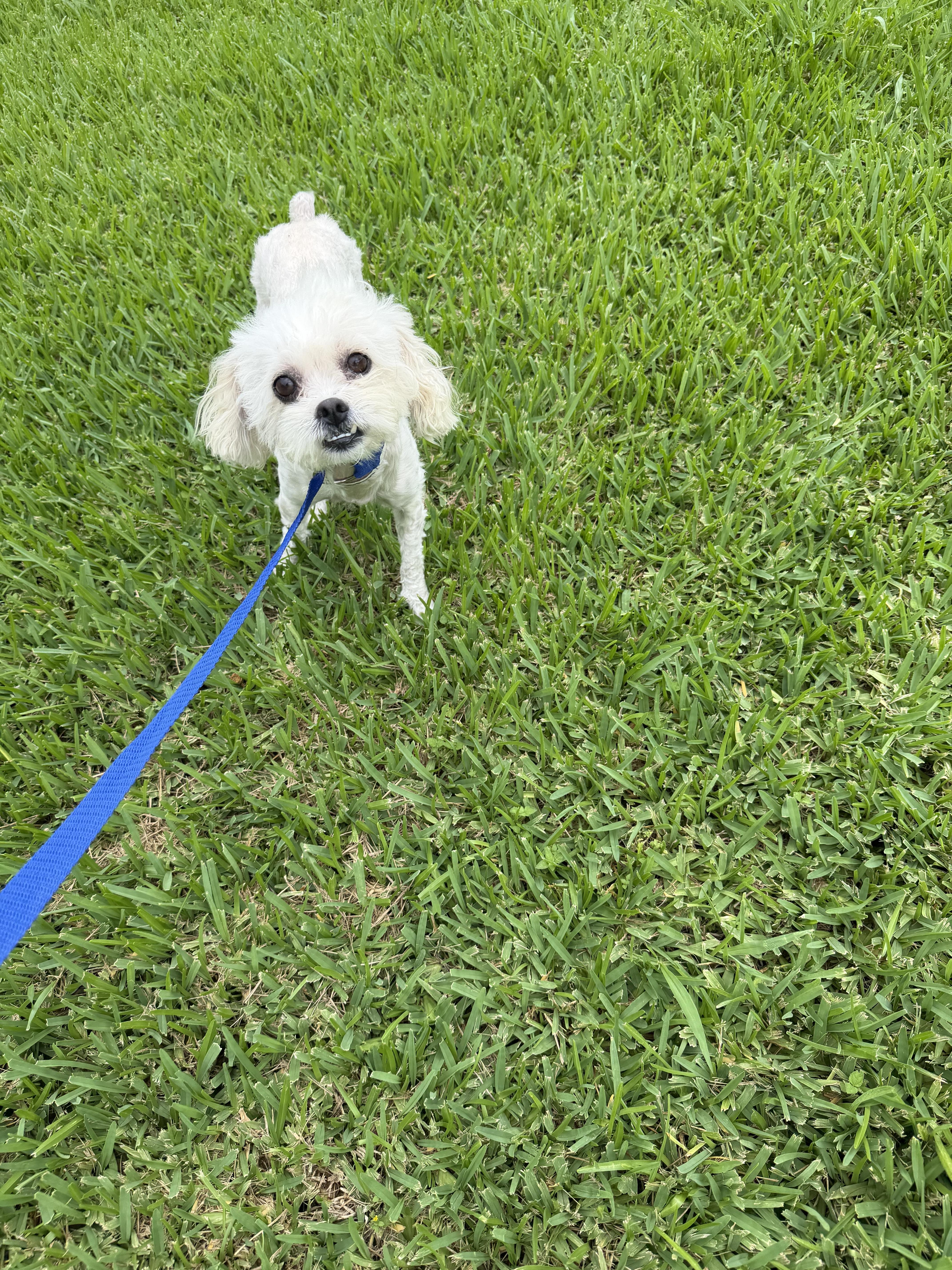 Duchess, a ADOPTABLE mixed breed in Westerly, RI image 4/4