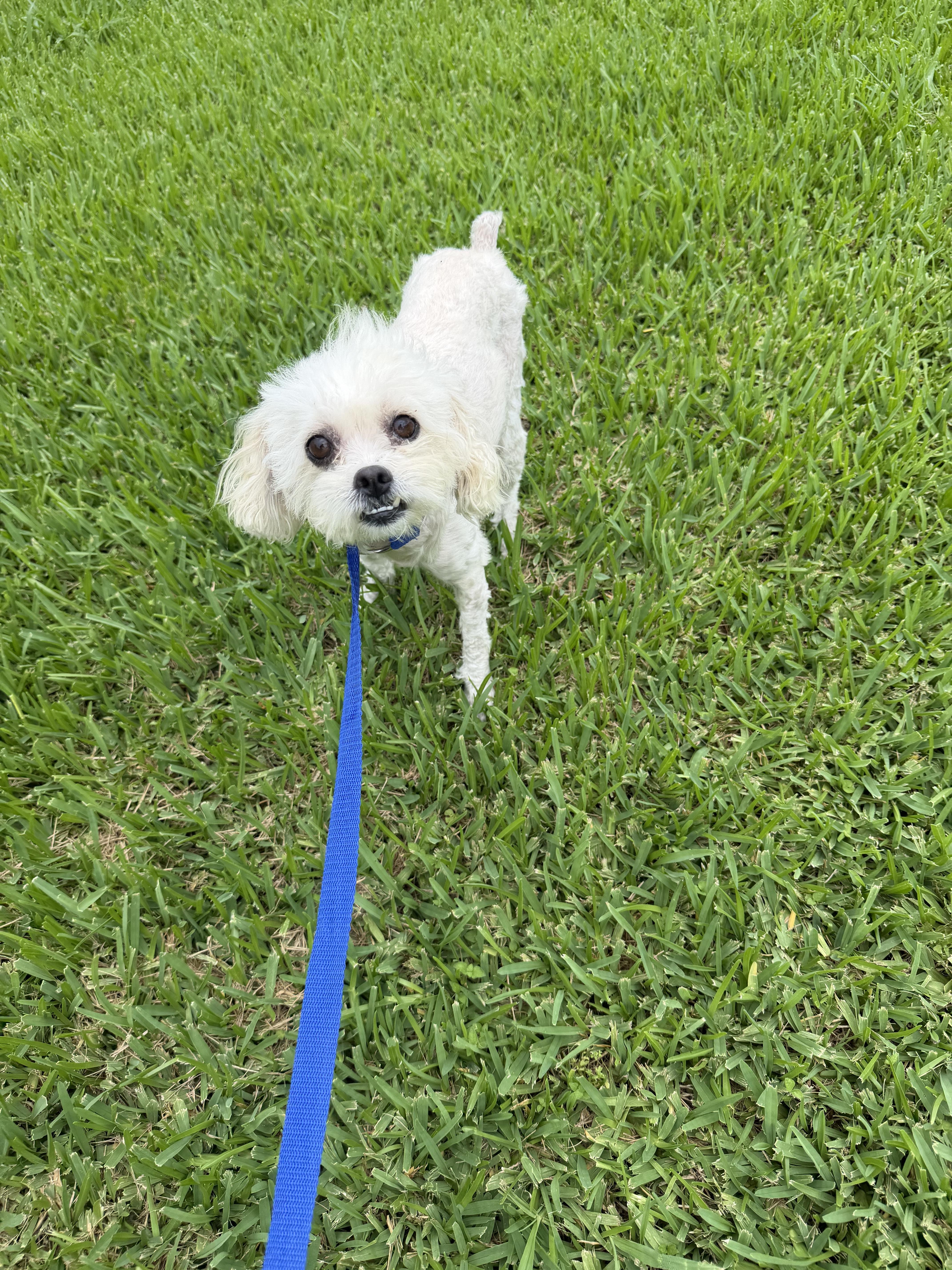 Duchess, a ADOPTABLE mixed breed in Westerly, RI image 2/4