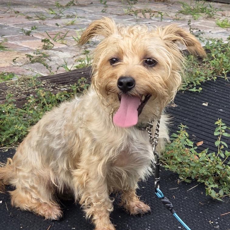 Fred, Adoptable, Adult Male Silky Terrier.