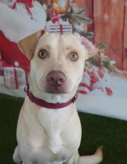 Enlarge Lima Bean, a Adoptable mixed breed in Longview, TX image 1/1