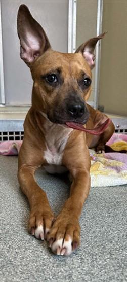 Enlarge HANNAH, a Adoptable mixed breed in Lincolnton, NC image 1/1