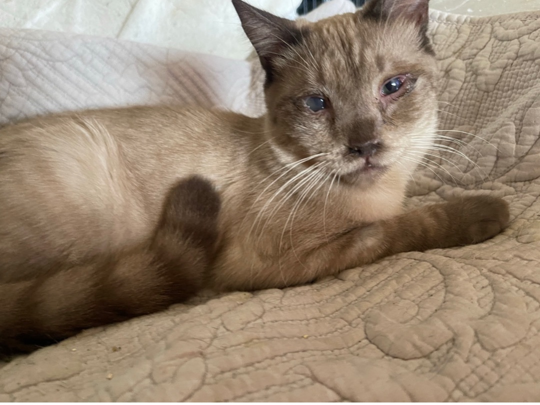 Enlarge Charlie , a Adoptable mixed breed in Bell Gardens, CA image 1/6