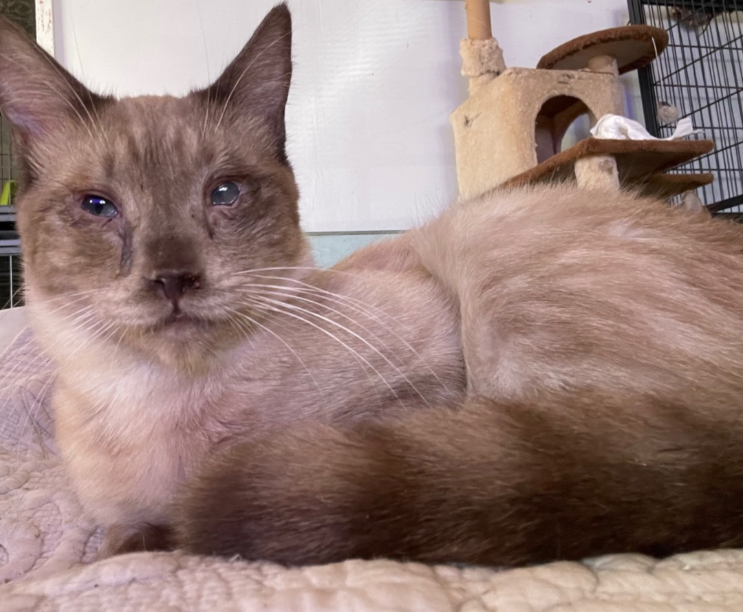 Enlarge Charlie , a Adoptable mixed breed in Bell Gardens, CA image 2/6