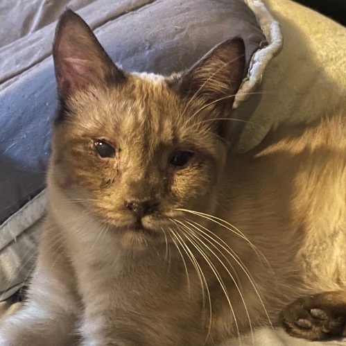 Enlarge Charlie , a Adoptable mixed breed in Bell Gardens, CA image 3/6