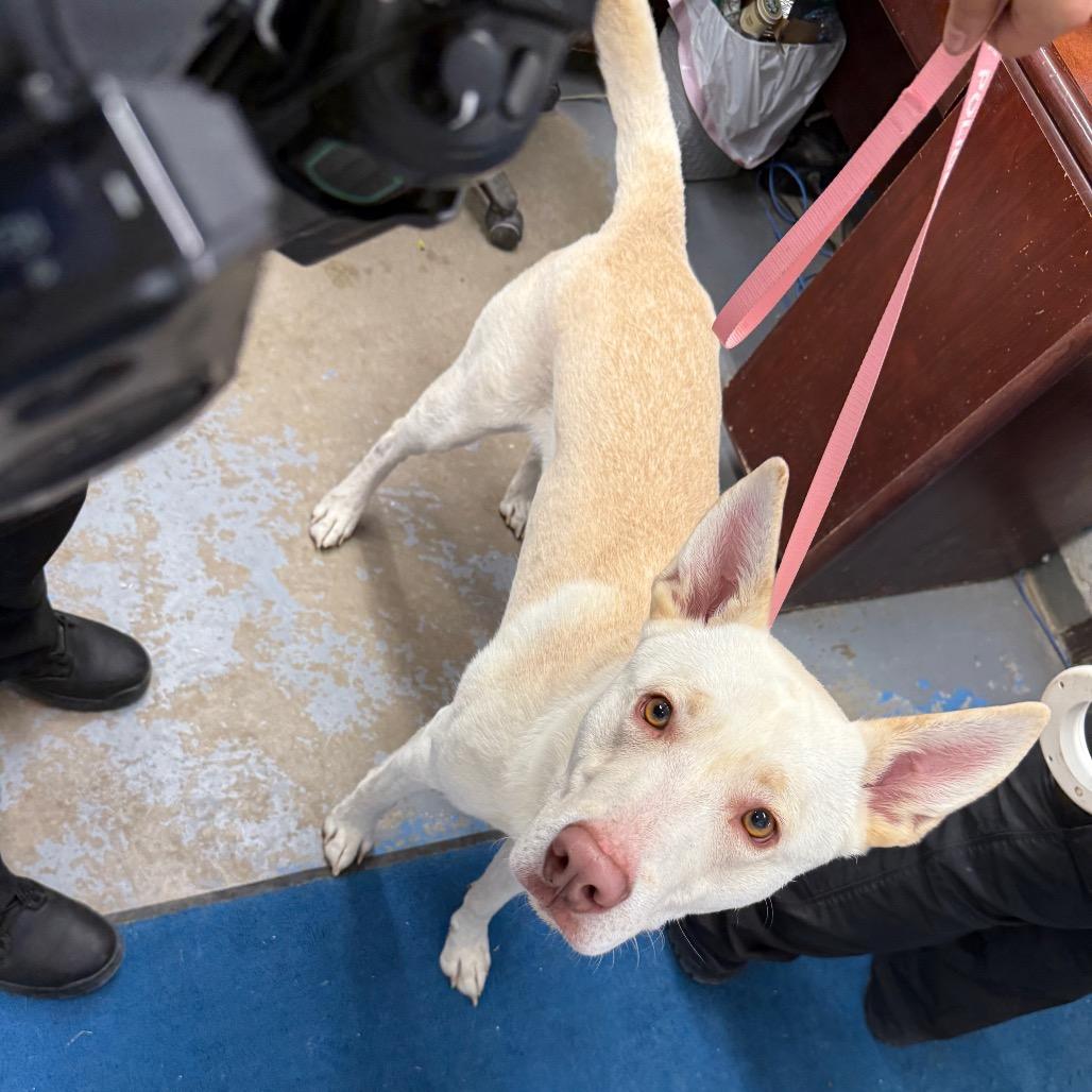 Enlarge Wheelie/Jake, a Adoptable mixed breed in Rangely, CO image 3/4
