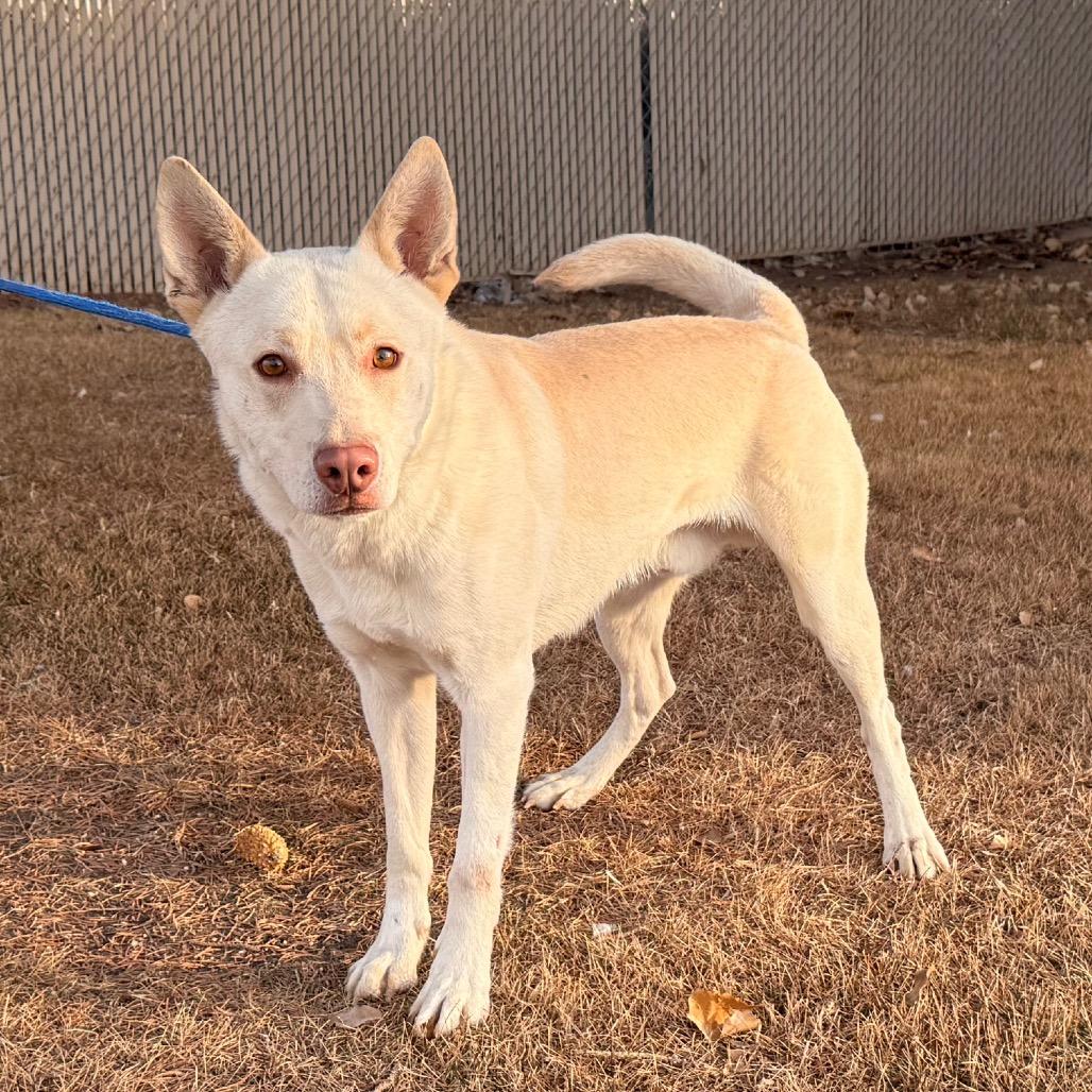 Enlarge Wheelie/Jake, a Adoptable mixed breed in Rangely, CO image 2/4