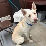 Enlarge Wheelie/Jake, a Adoptable mixed breed in Rangely, CO image 4/4