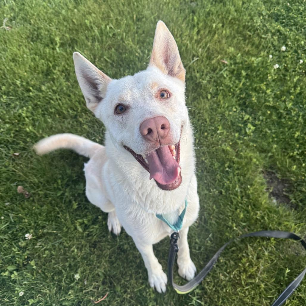 Enlarge Wheelie/Jake, a Adoptable mixed breed in Rangely, CO image 1/4