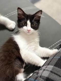 JANET - Sweetness with Polydactyl Paws, Adopted, Kitten Female Extra-Toes Cat / Hemingway Polydactyl & Domestic Medium Hair.