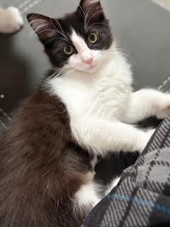 Enlarge JANET - Sweetness with Polydactyl Paws, a Adopted mixed breed in Hillsboro, OR image 2/3