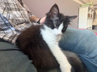 Enlarge JANET - Sweetness with Polydactyl Paws, a Adopted mixed breed in Hillsboro, OR image 3/3