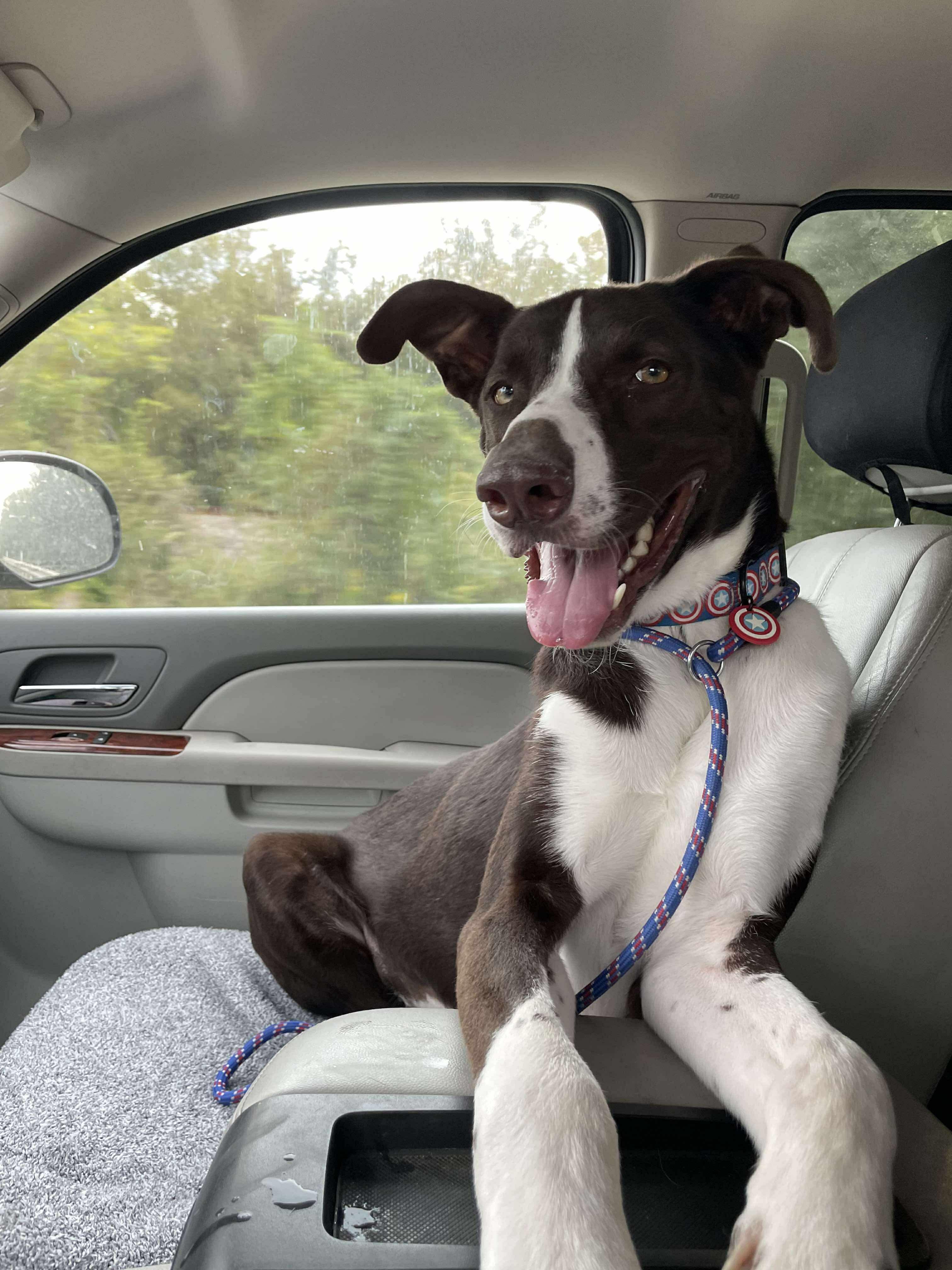 Kodi, Adopted, Young Male Border Collie & Black Labrador Retriever.