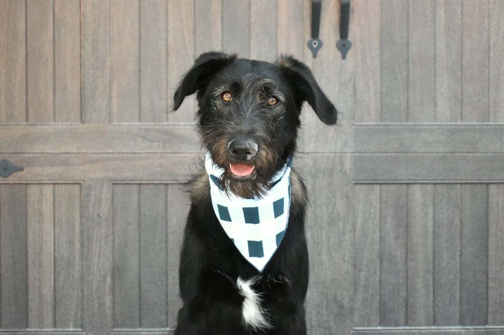 Enlarge Bucky, a Adoptable mixed breed in Frisco, TX image 1/6
