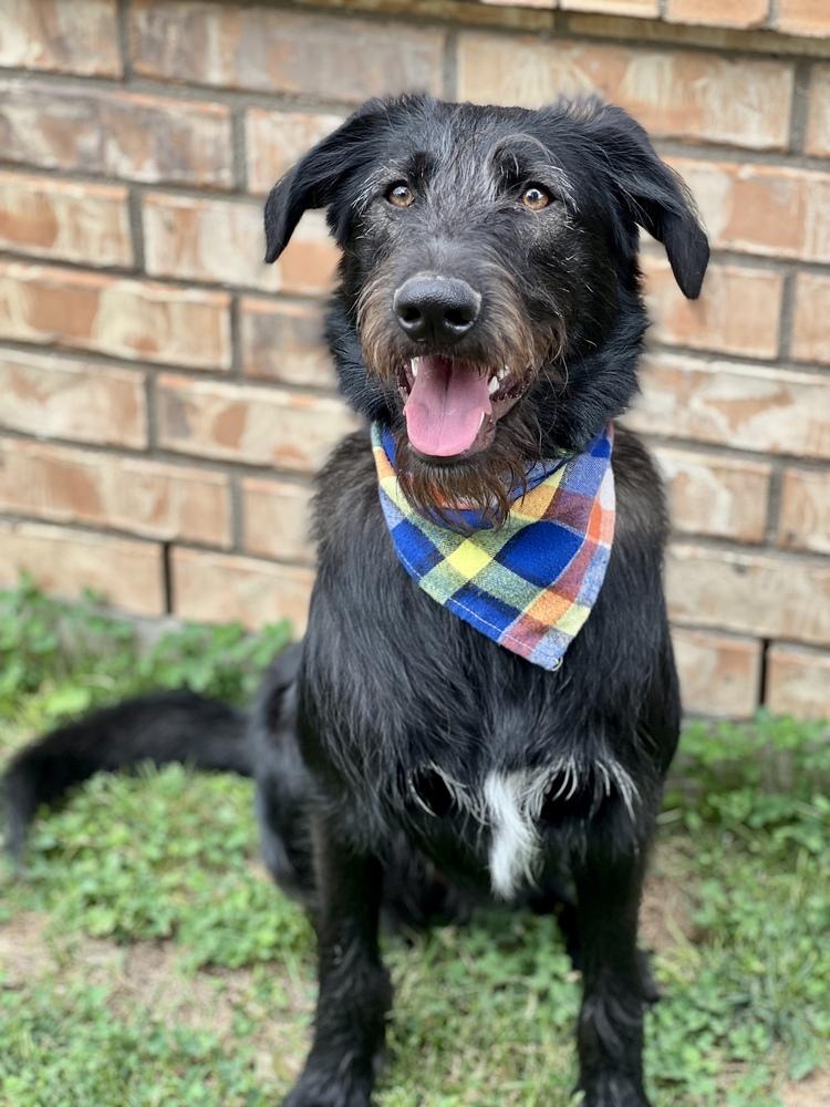 Bucky, Adoptable, Young Male German Shepherd Dog & Poodle.