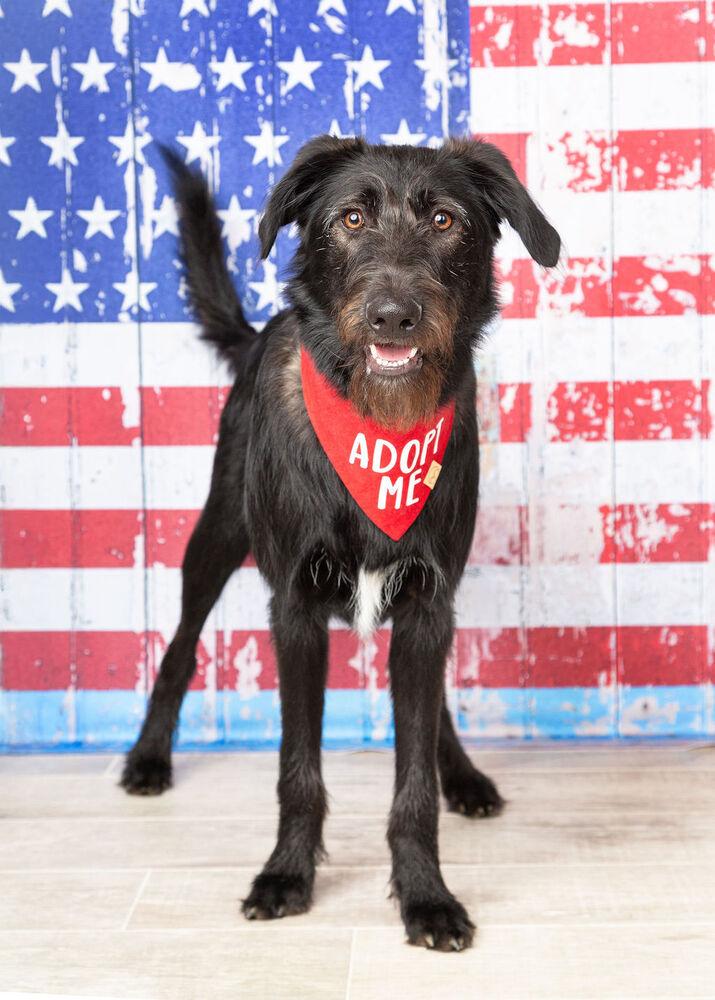 Bucky, Adoptable, Puppy Male German Shepherd Dog & Poodle.