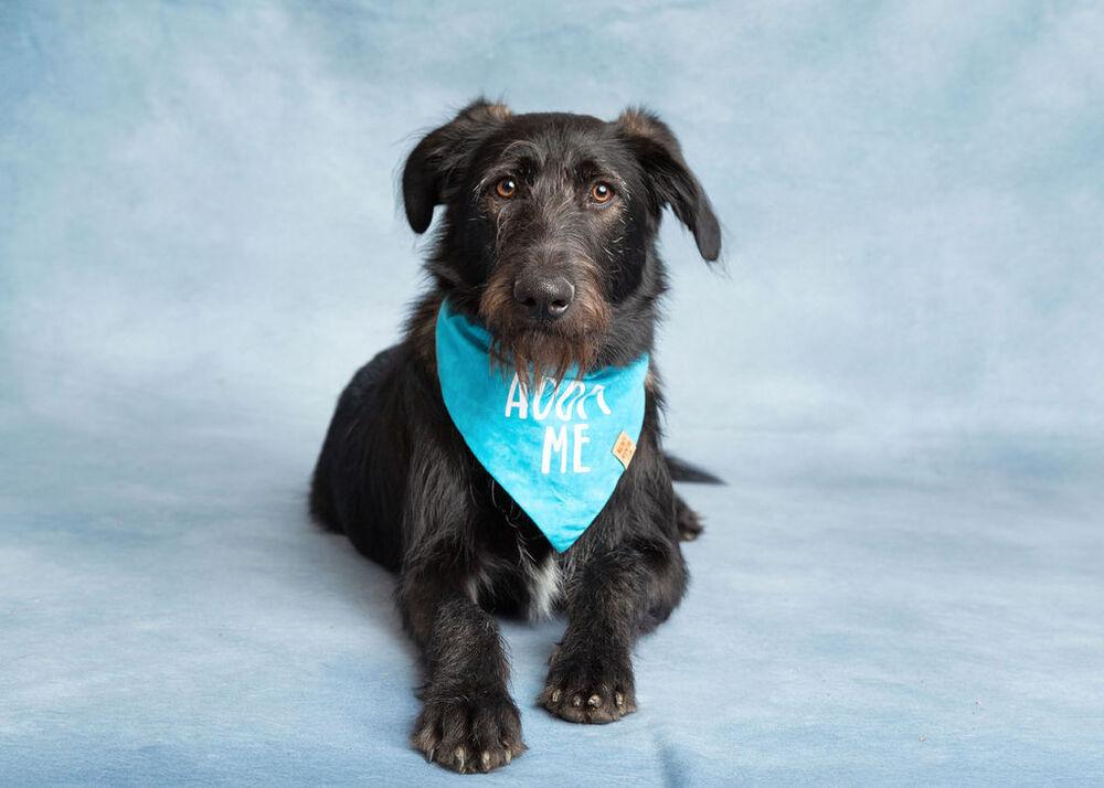 Enlarge Bucky, a Adoptable mixed breed in Frisco, TX image 2/6
