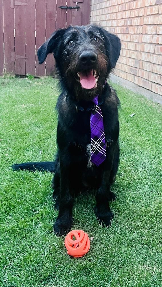 Enlarge Bucky, a Adoptable mixed breed in Frisco, TX image 2/6