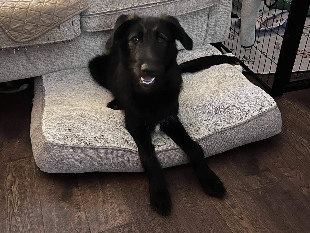 Enlarge Bucky, a Adoptable mixed breed in Frisco, TX image 2/5