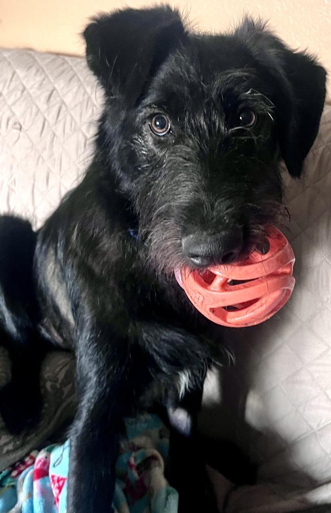 Enlarge Bucky, a Adoptable mixed breed in Frisco, TX image 3/6