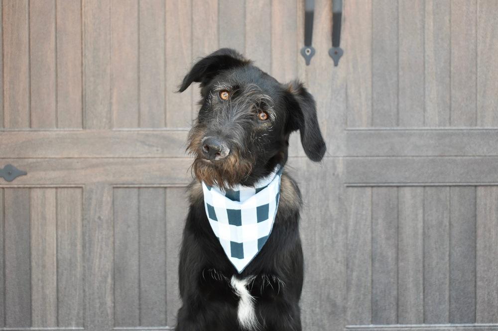Enlarge Bucky, a Adoptable mixed breed in Frisco, TX image 4/6