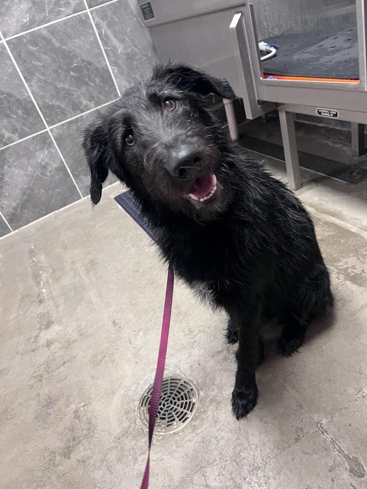 Enlarge Bucky, a Adoptable mixed breed in Frisco, TX image 4/5