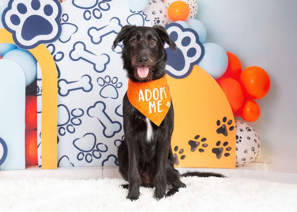 Enlarge Bucky, a Adoptable mixed breed in Frisco, TX image 3/6