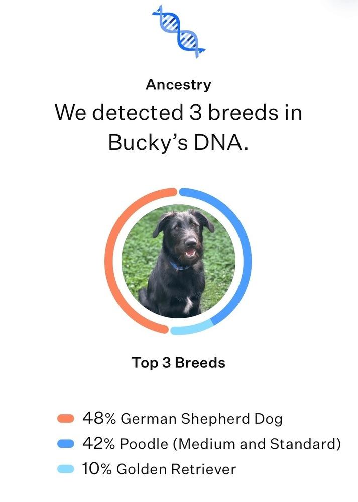 Enlarge Bucky, a Adoptable mixed breed in Frisco, TX image 3/6