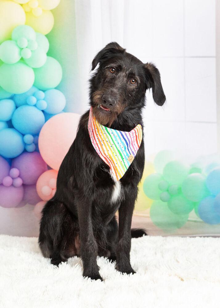 Enlarge Bucky, a Adoptable mixed breed in Frisco, TX image 4/6
