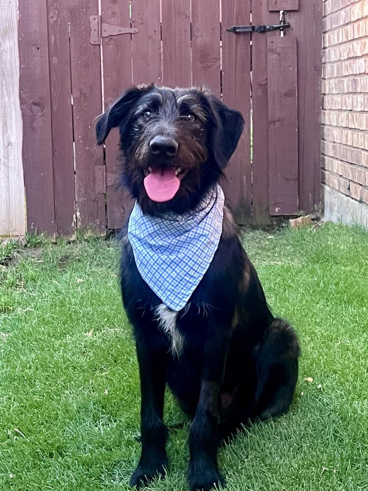 Enlarge Bucky, a Adoptable mixed breed in Frisco, TX image 5/6