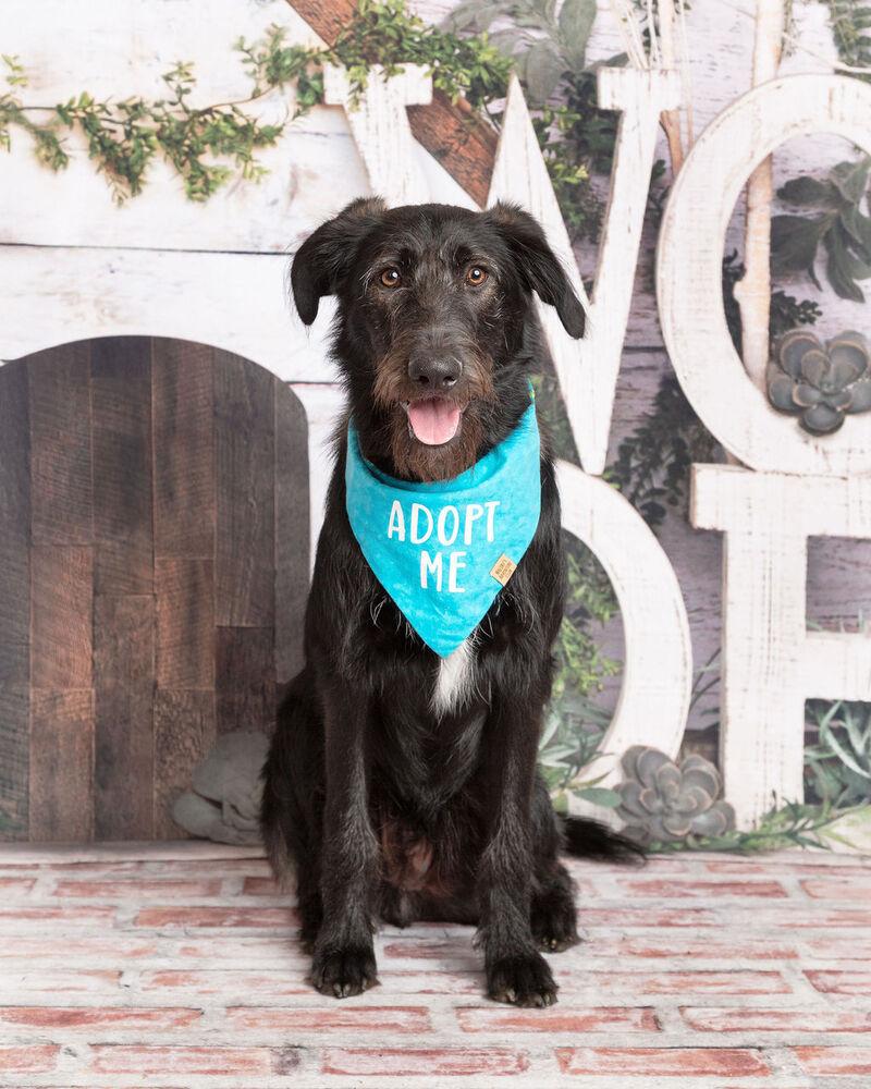 Enlarge Bucky, a Adoptable mixed breed in Frisco, TX image 4/6