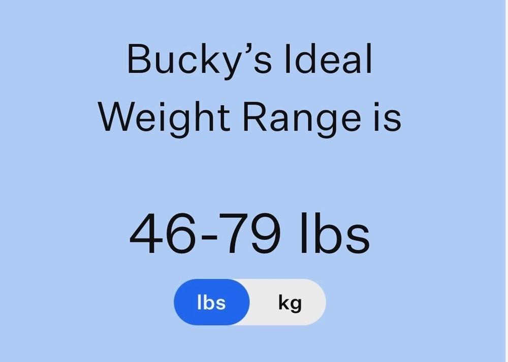 Enlarge Bucky, a Adoptable mixed breed in Frisco, TX image 5/6