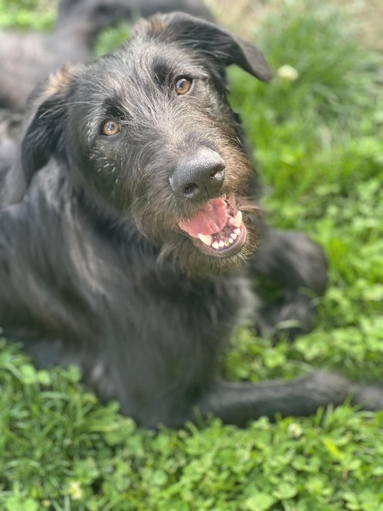 Bucky, Adoptable, Puppy Male German Shepherd Dog & Poodle.