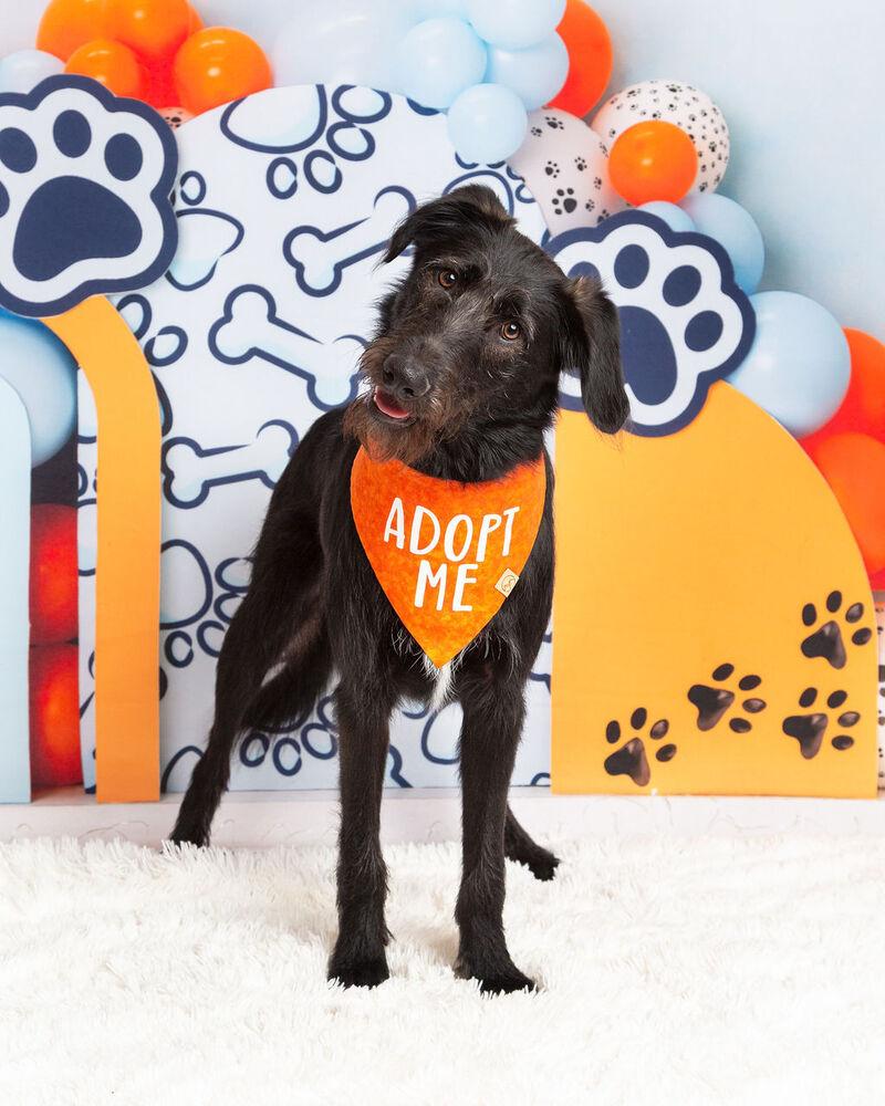 Enlarge Bucky, a Adoptable mixed breed in Frisco, TX image 5/6