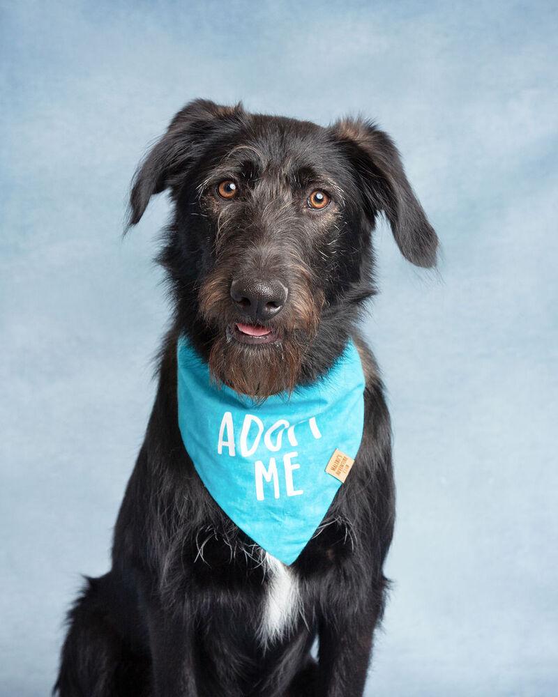 Enlarge Bucky, a Adoptable mixed breed in Frisco, TX image 6/6