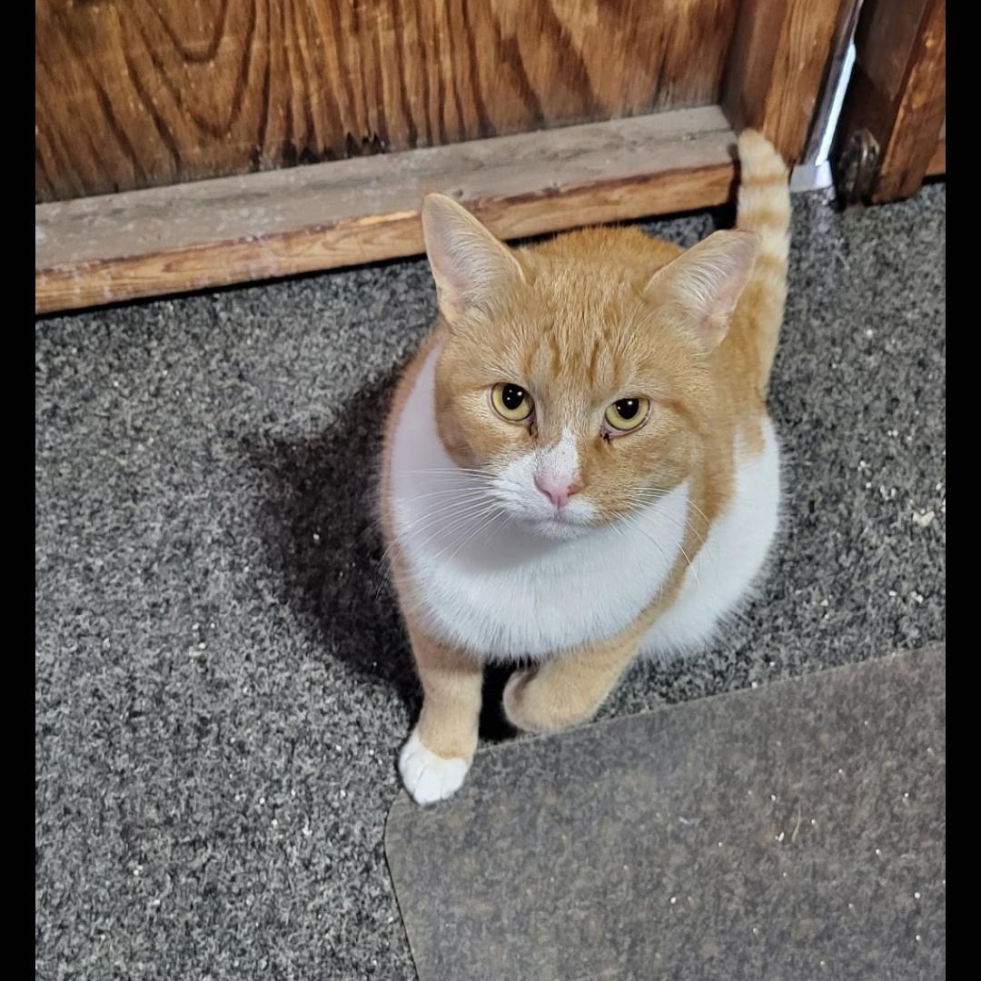 Elvis, ADOPTABLE, Adult Male Domestic Short Hair.