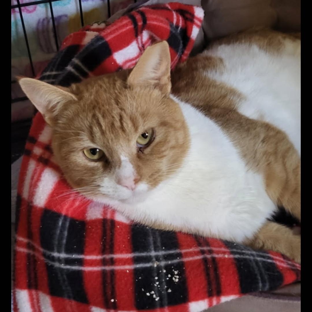 Elvis, a ADOPTABLE Domestic Short Hair in Maple Shade, NJ image 2/4