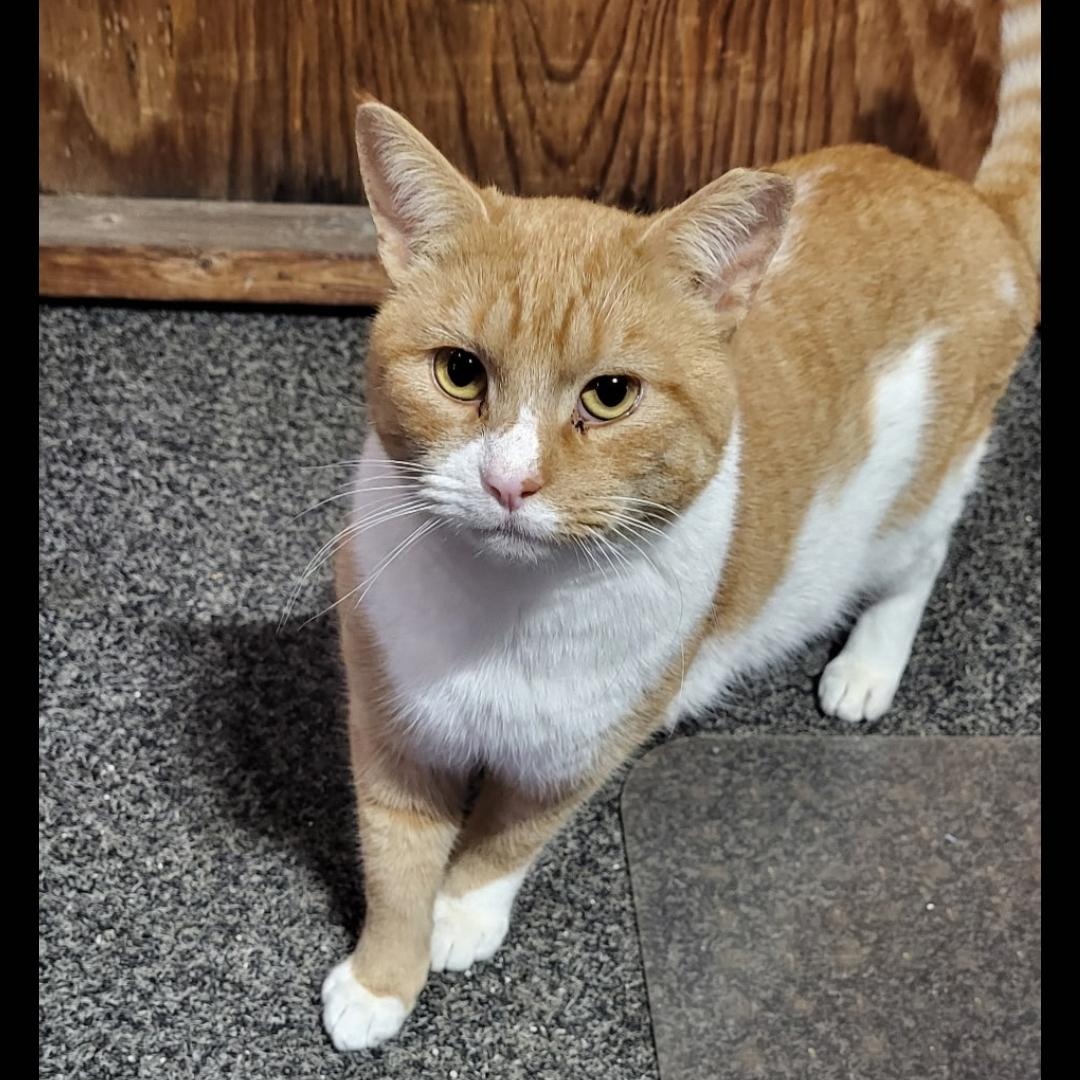 Elvis, ADOPTABLE, Young Male Domestic Short Hair.