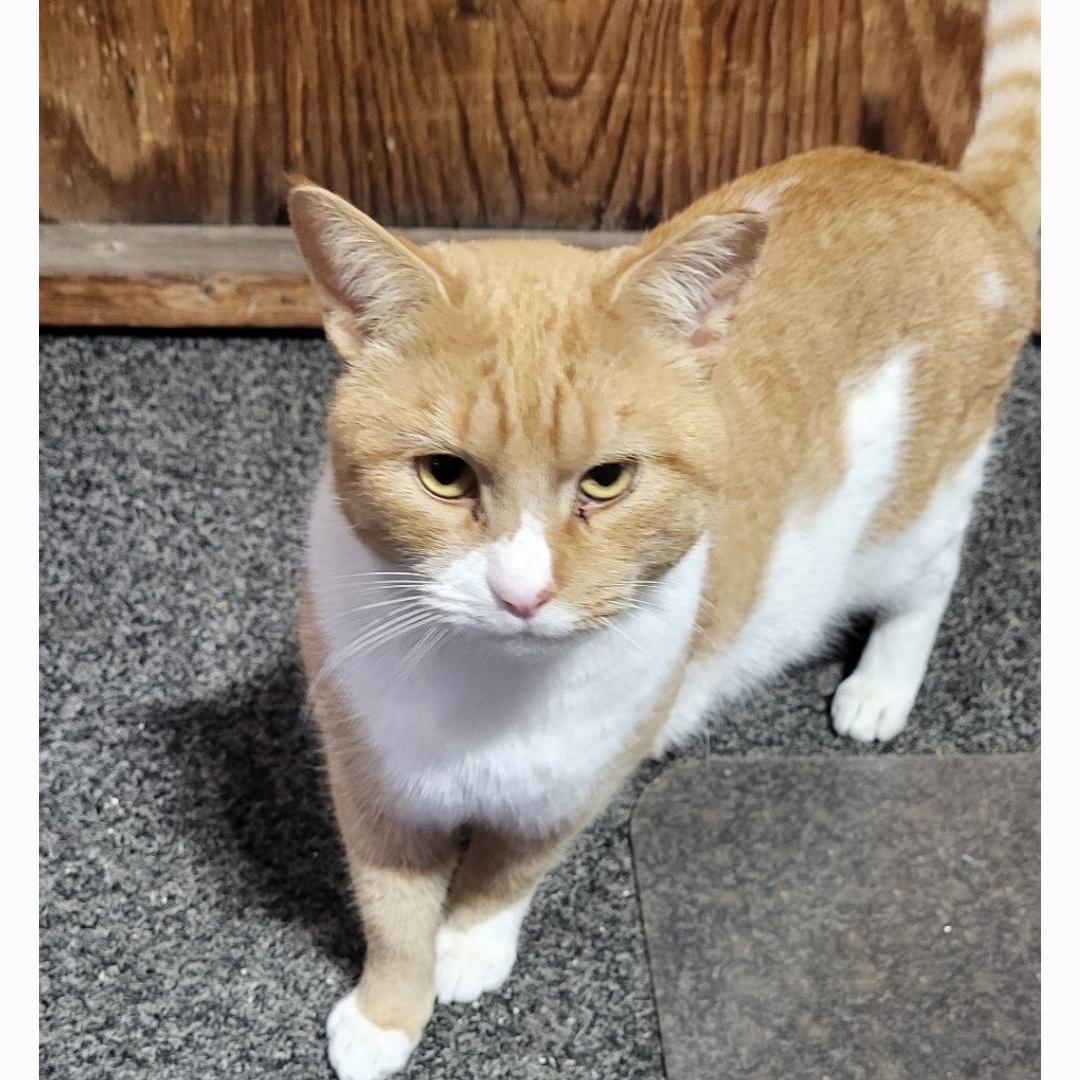 Elvis, a ADOPTABLE Domestic Short Hair in Maple Shade, NJ image 4/4