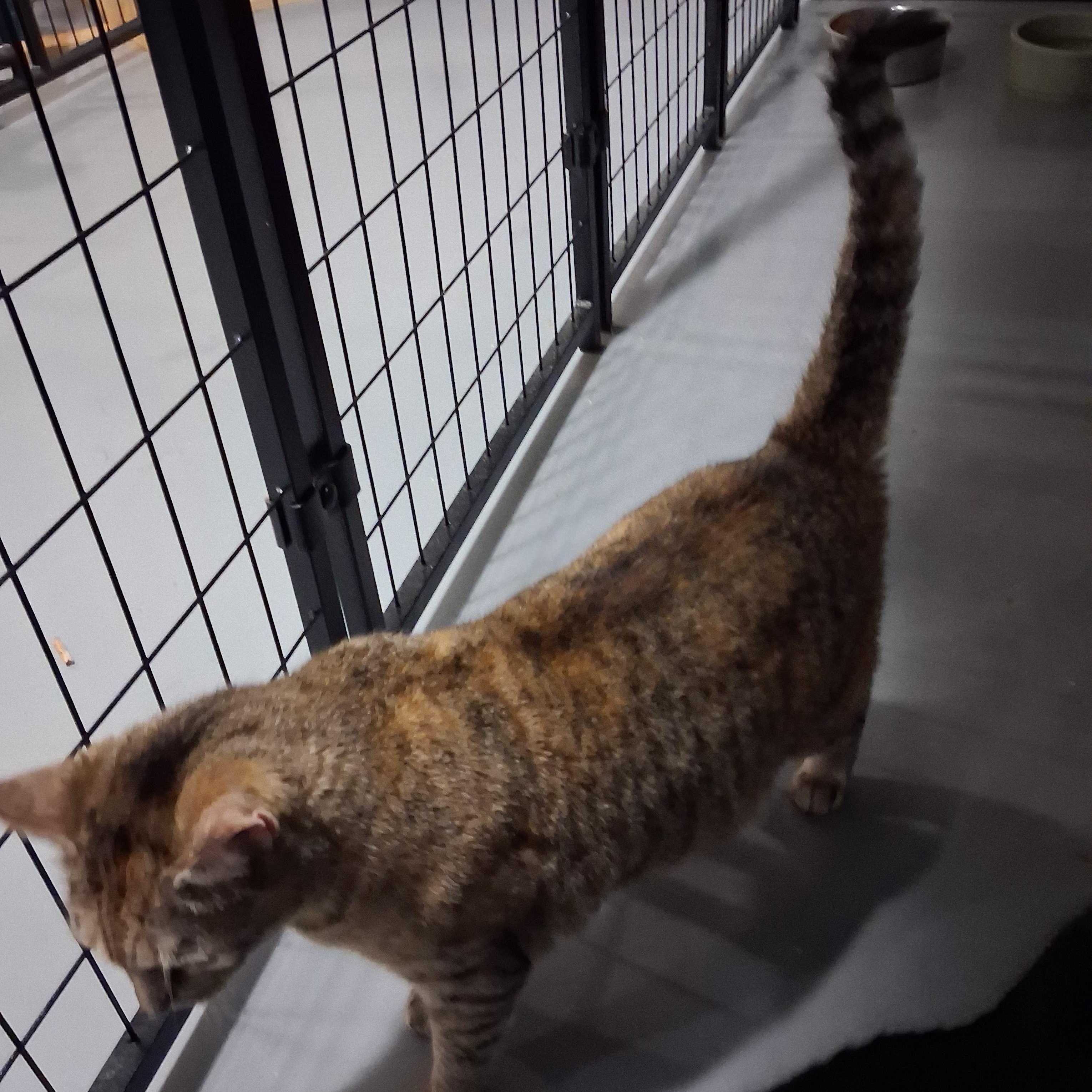 Enlarge Sally , a Adoptable American Shorthair in Iowa Falls, IA image 3/3