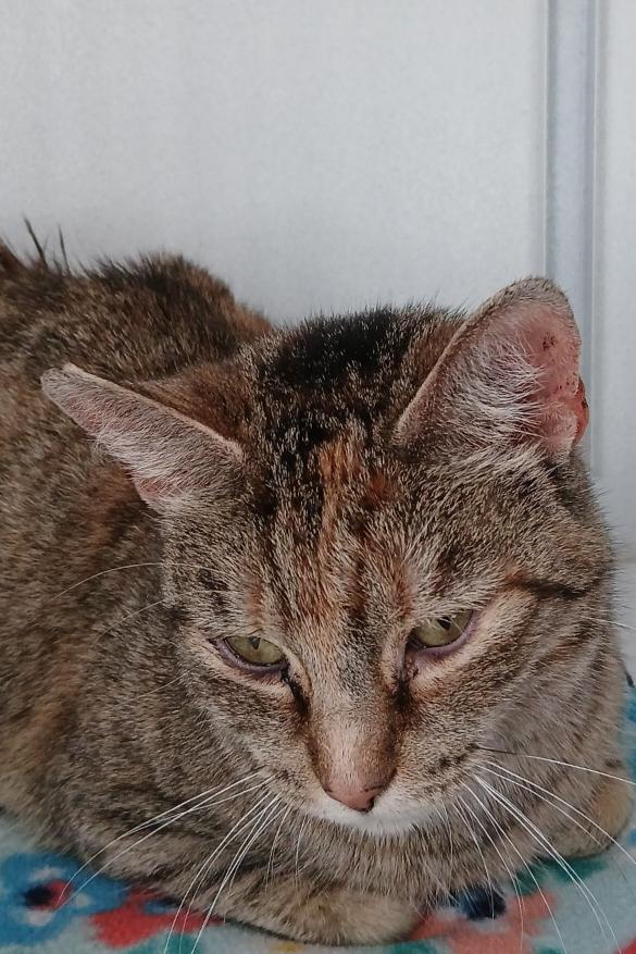 Enlarge Sally , a ADOPTABLE American Shorthair in Iowa Falls, IA image 1/1