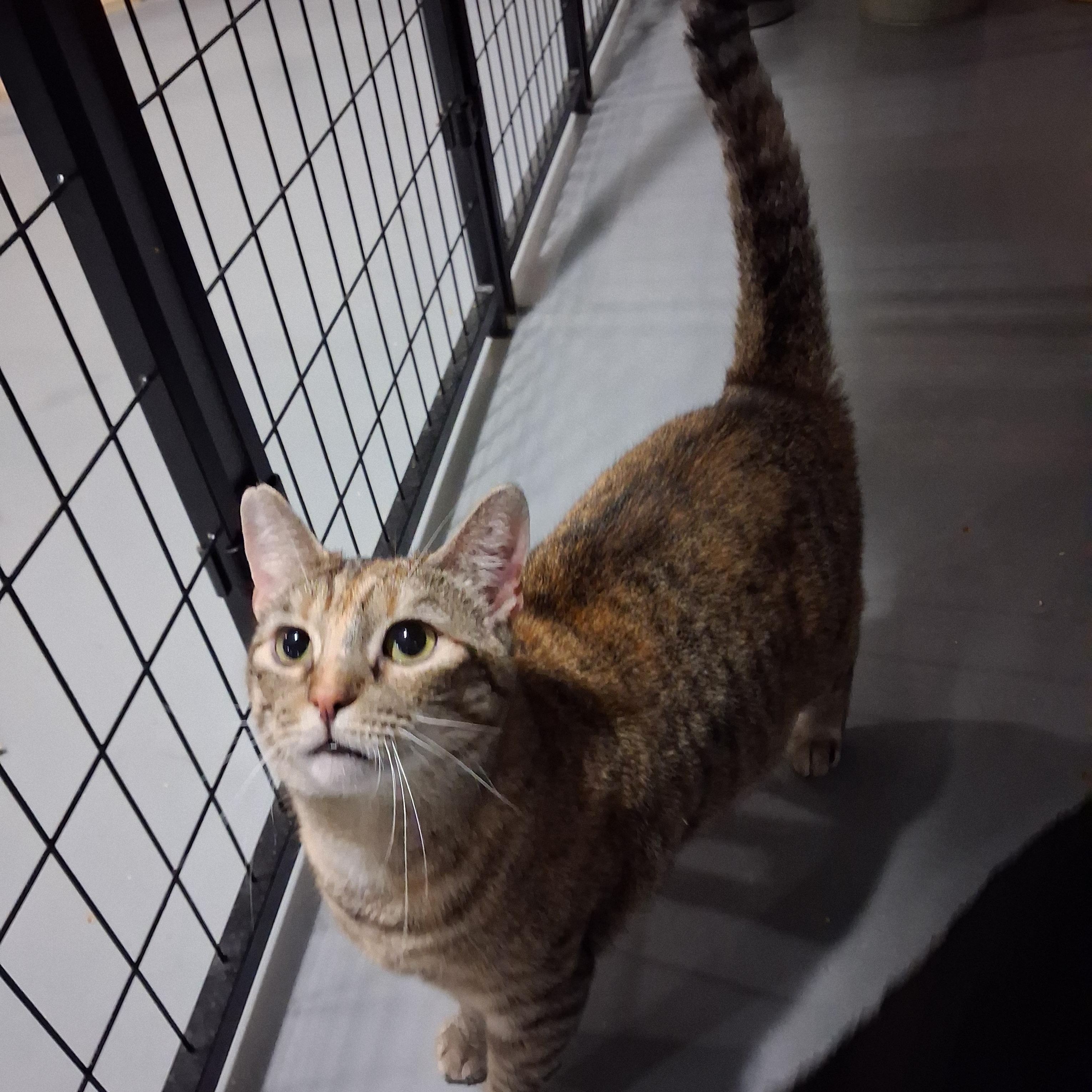 Sally , Adoptable, Kitten Female American Shorthair.