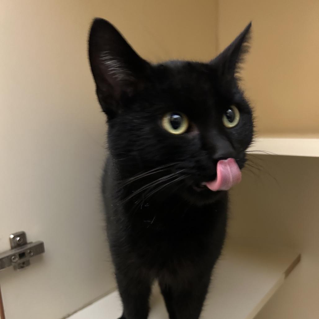 Miletta, Adoptable, Young Female Domestic Short Hair.