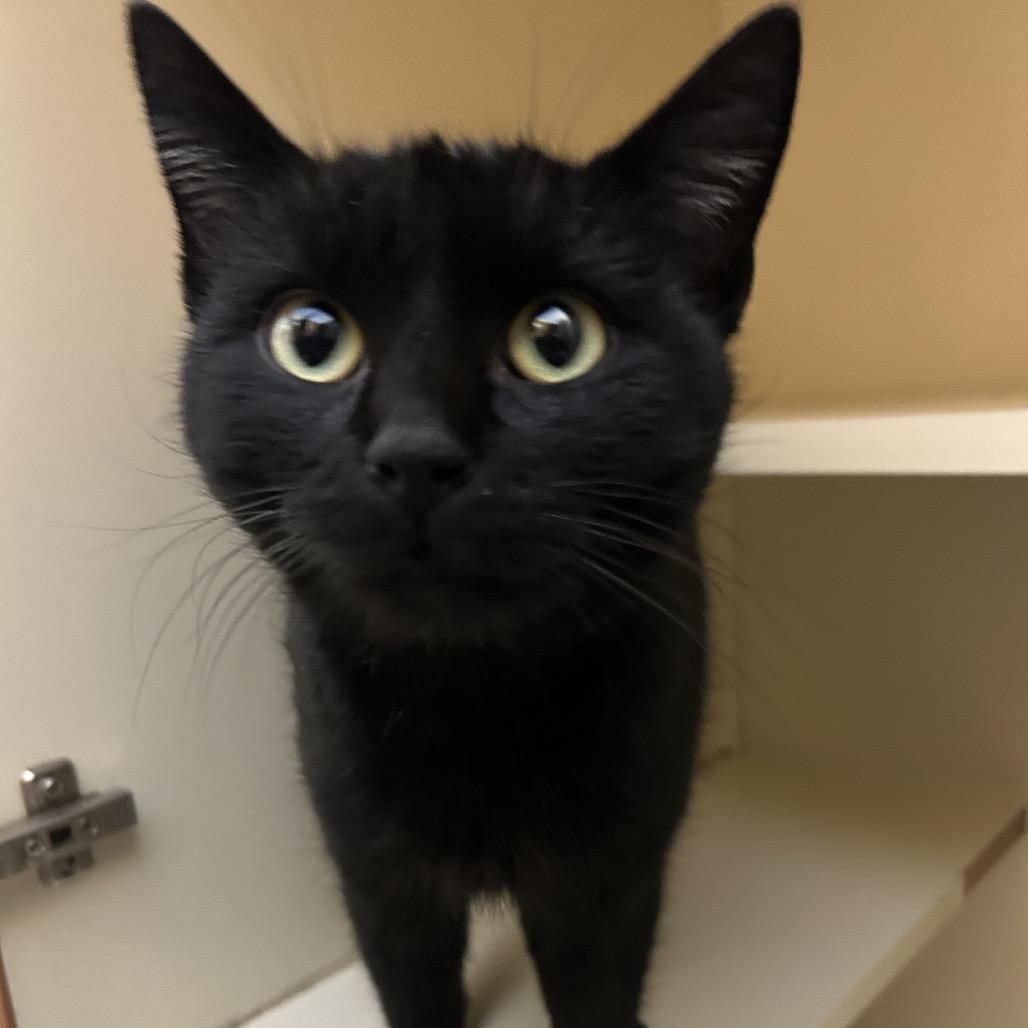 Enlarge Miletta, a Adoptable Domestic Short Hair in Dayton, OH image 2/3