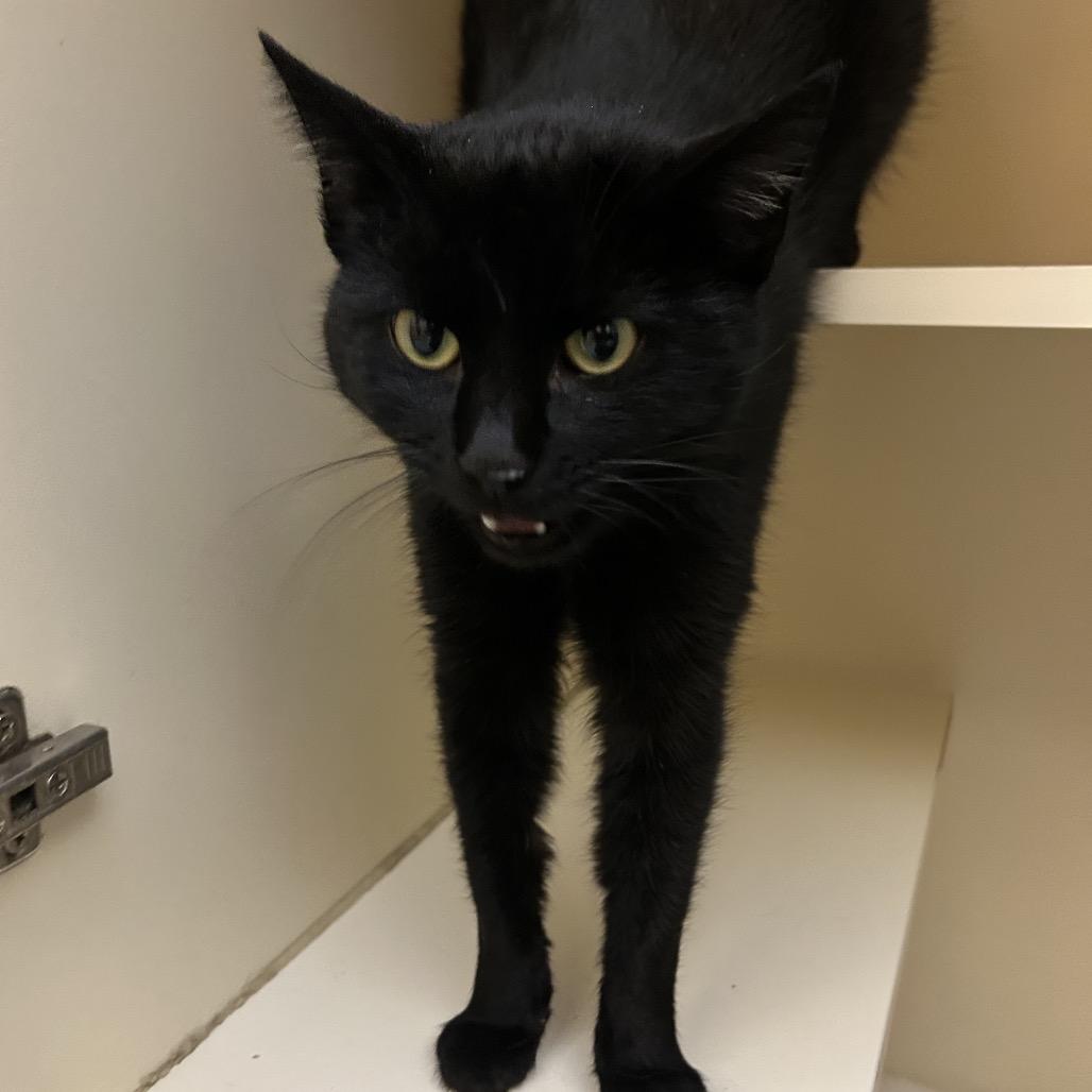 Enlarge Miletta, a Adoptable Domestic Short Hair in Dayton, OH image 3/3