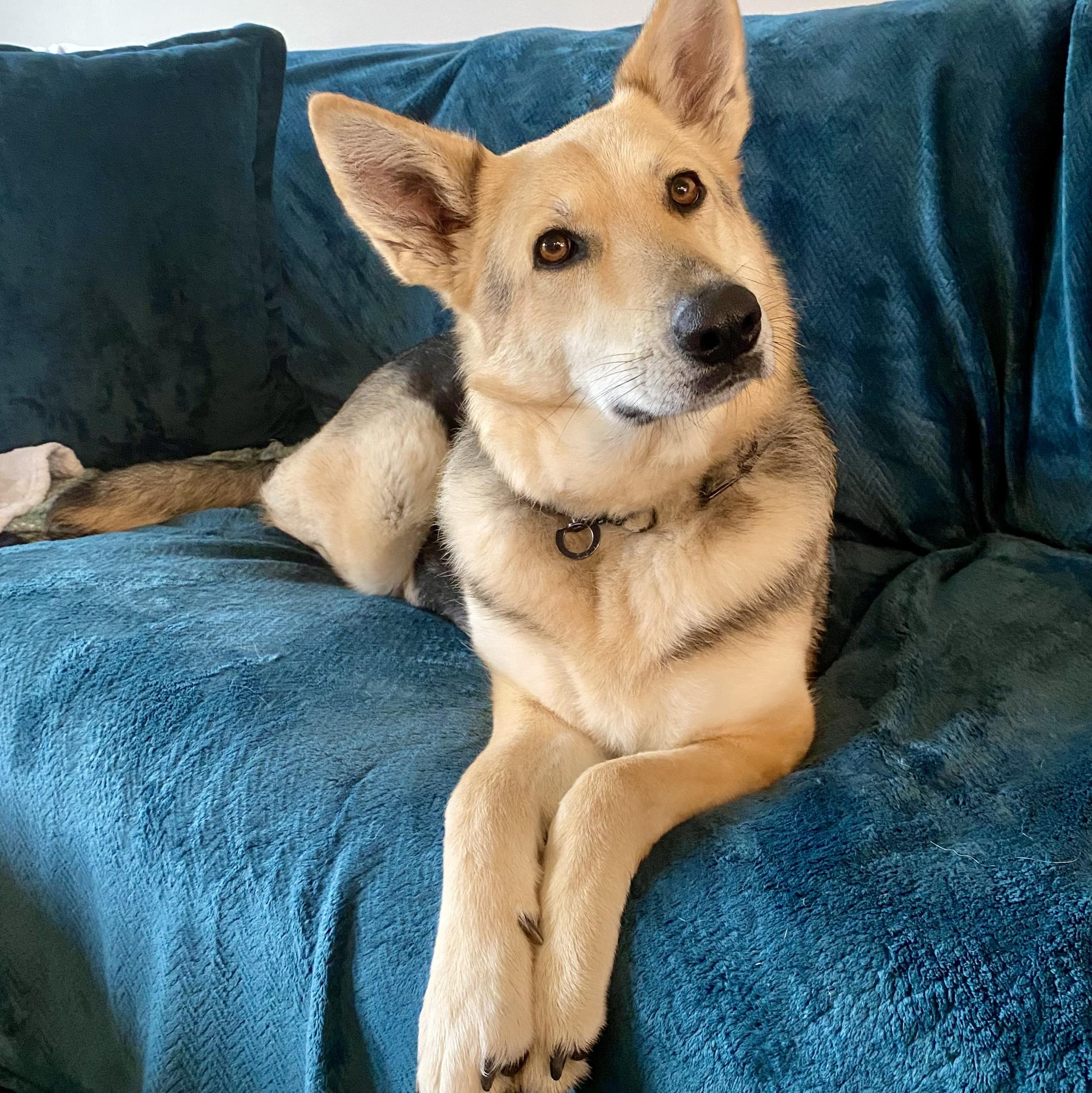Enlarge Ginger, a Adoptable mixed breed in Elizabeth City , NC image 5/6